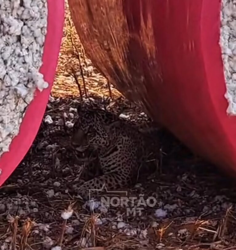 Screenshot_20250911_091332_Instagram-Rodrigo-Ferreira-durao