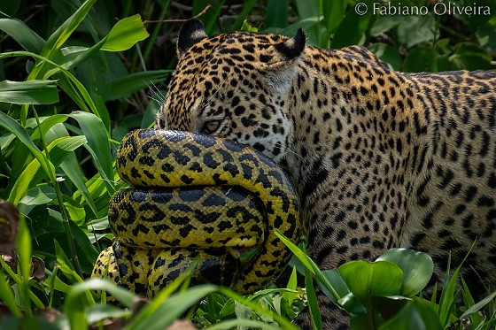 onca-pintada-trava-batalha-com-sucuri-e-sai-vitoriosa-em-cena-impressionante-no-pantanal