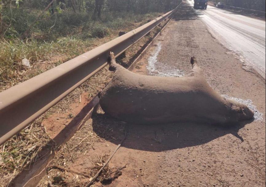 concessionaria-e-condenada-a-indenizar-motorista-apos-colisao-com-anta-na-br-163-em-cuiaba
