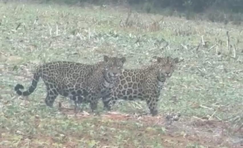 duas-oncas-pintadas-sao-avistadas-em-fazenda-de-feliz-natal-e-registro-encanta-pela-imponencia-dos-felinos