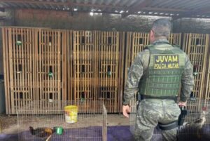 juvam-flagra-rinha-de-galos-e-resgata-24-aves-em-situacao-de-maus-tratos-em-cuiaba
