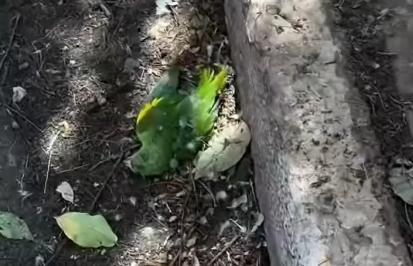 moradora-denuncia-morte-de-periquitos-apos-poda-de-arvores-em-tangara-da-serra