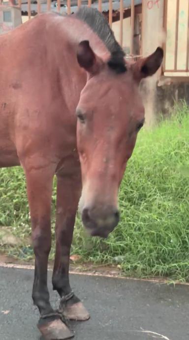 cavalo-e-encontrado-com-patas-amarradas-em-rua-de-varzea-grande