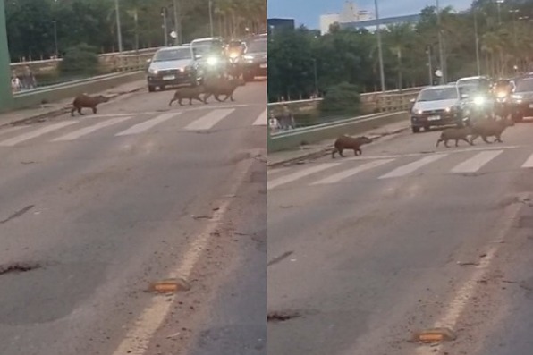 familia-de-capivaras-usa-faixa-de-pedestres-e-surpreende-motoristas-em-avenida-de-cuiaba