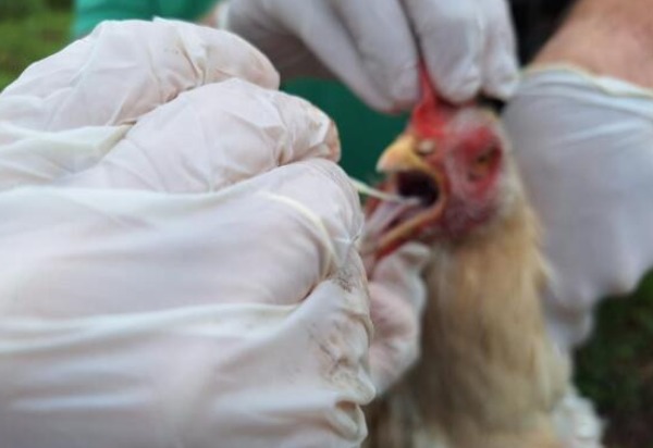 mapa-confirma-caso-de-gripe-aviaria-em-aves-domesticas-de-subsistencia-em-cuiaba