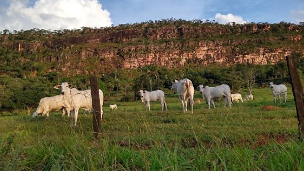 mato-grosso-mantem-lideranca-nacional-no-rebanho-bovino-aponta-indea