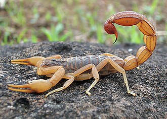 Scorpion_Photograph_By_Shantanu_Kuveskar