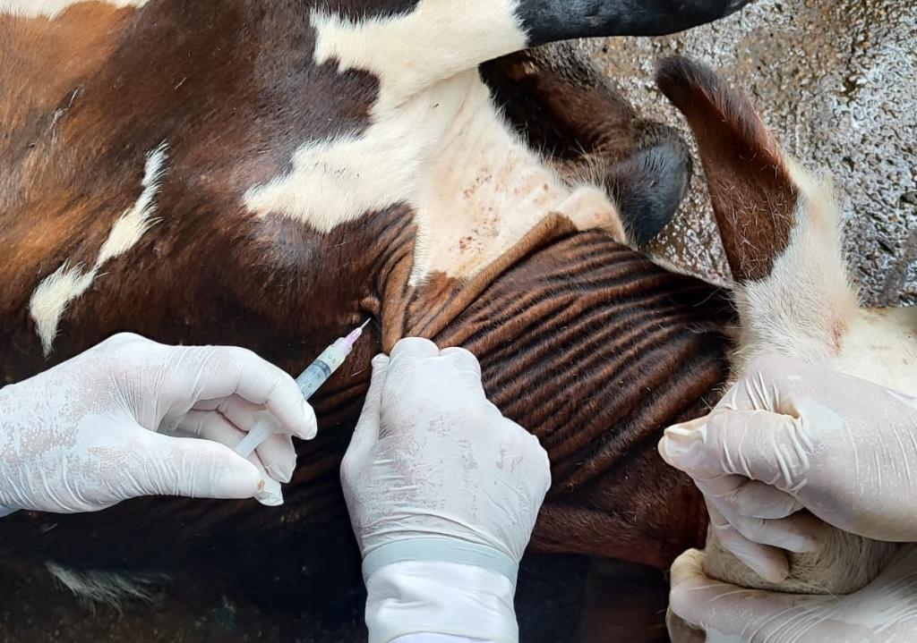 vacinação brucelose 1