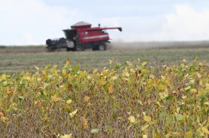 Colheita-de-soja-Foto-Bruno-Rezende-07-730x480-1-696x458