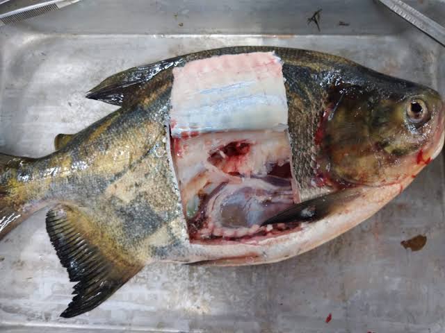 WhatsApp Image 2026-03-25 at 09.18.04