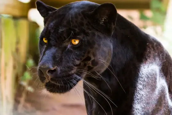 da9274d7222279b7472cb6b1a210c80a-hnt-com-br