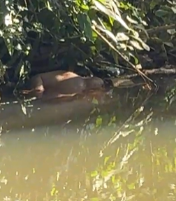 Captura de tela 2026-04-30 173412