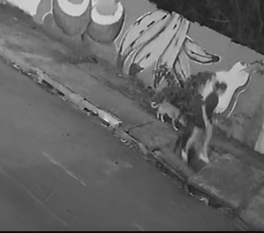 Captura de tela 2026-05-21 104118