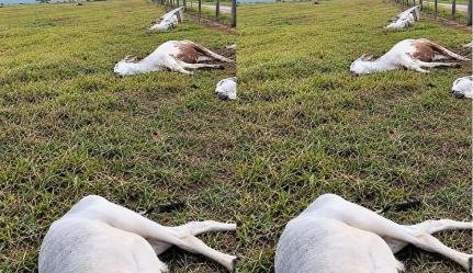 Onze cabeças de gado morrem atingidas por raio em Vila Bela no interior de MT